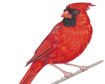 Cardinal Giclee Print