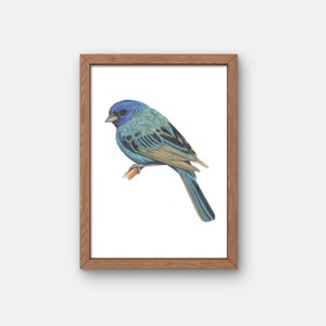 Indigo Bunting Bird Giclee Print
