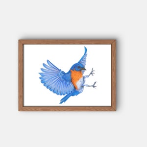 Bluebird Bird Giclee Print