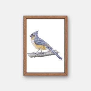 Tufted Titmouse Bird Giclee Print