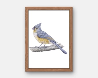 Tufted Titmouse Bird Giclee Print