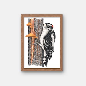 Donzige specht vogel mannelijke gicleeprint