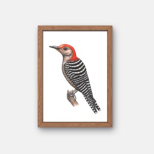 Gicleeprint vogel roodbuikspecht