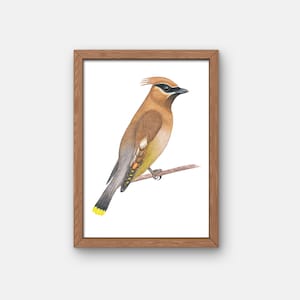 Gicleeprint ceder pestvogel