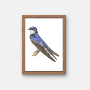 Gicleeprint Boerenzwaluwvogel