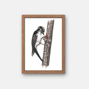 Donzige specht vogel vrouwelijke gicleeprint