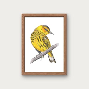 Yellow Warbler Bird Giclee Print