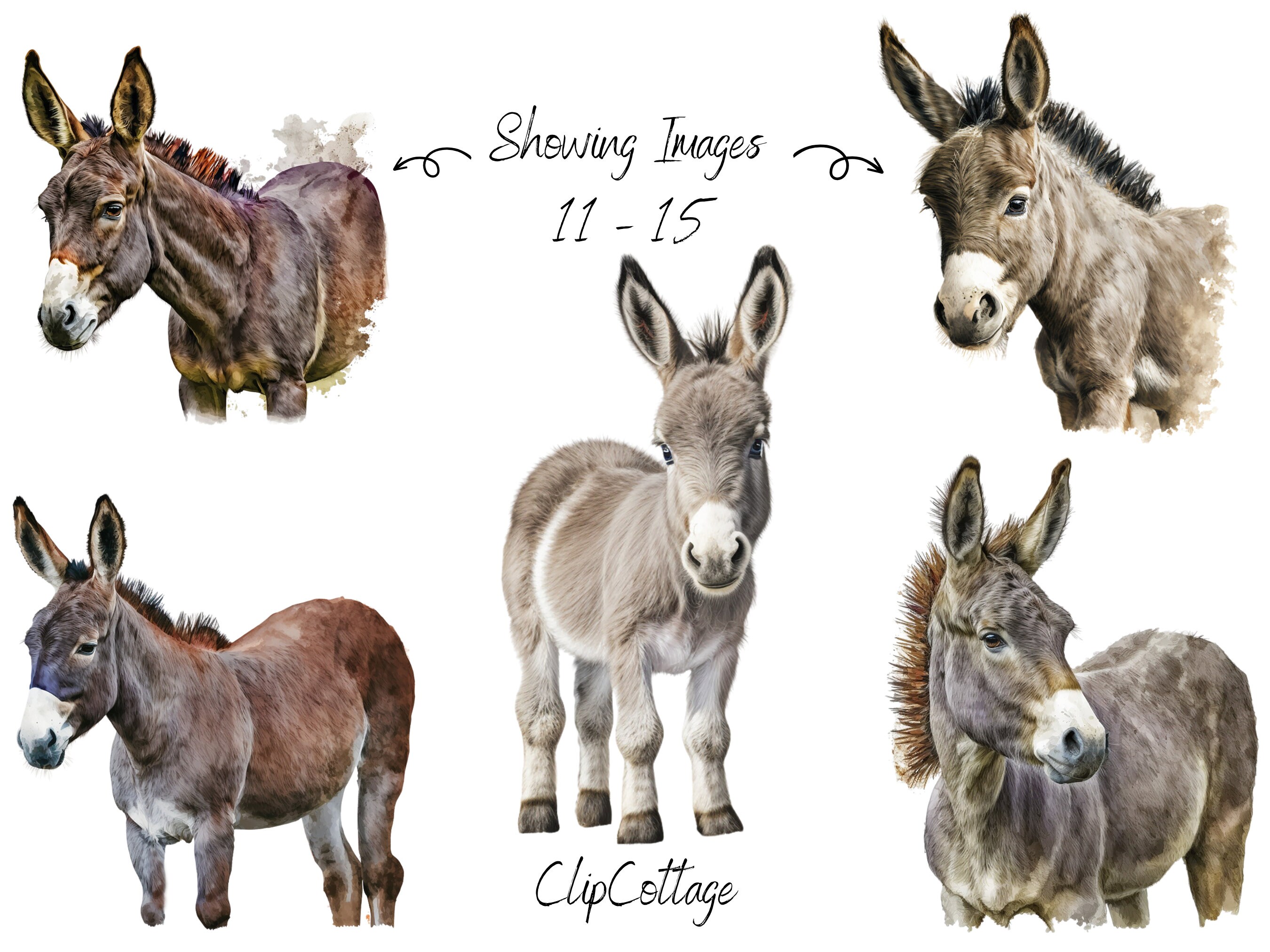 20 Donkeys Clipart Bundle - Digital PNG Sublimation Cute Animal ...