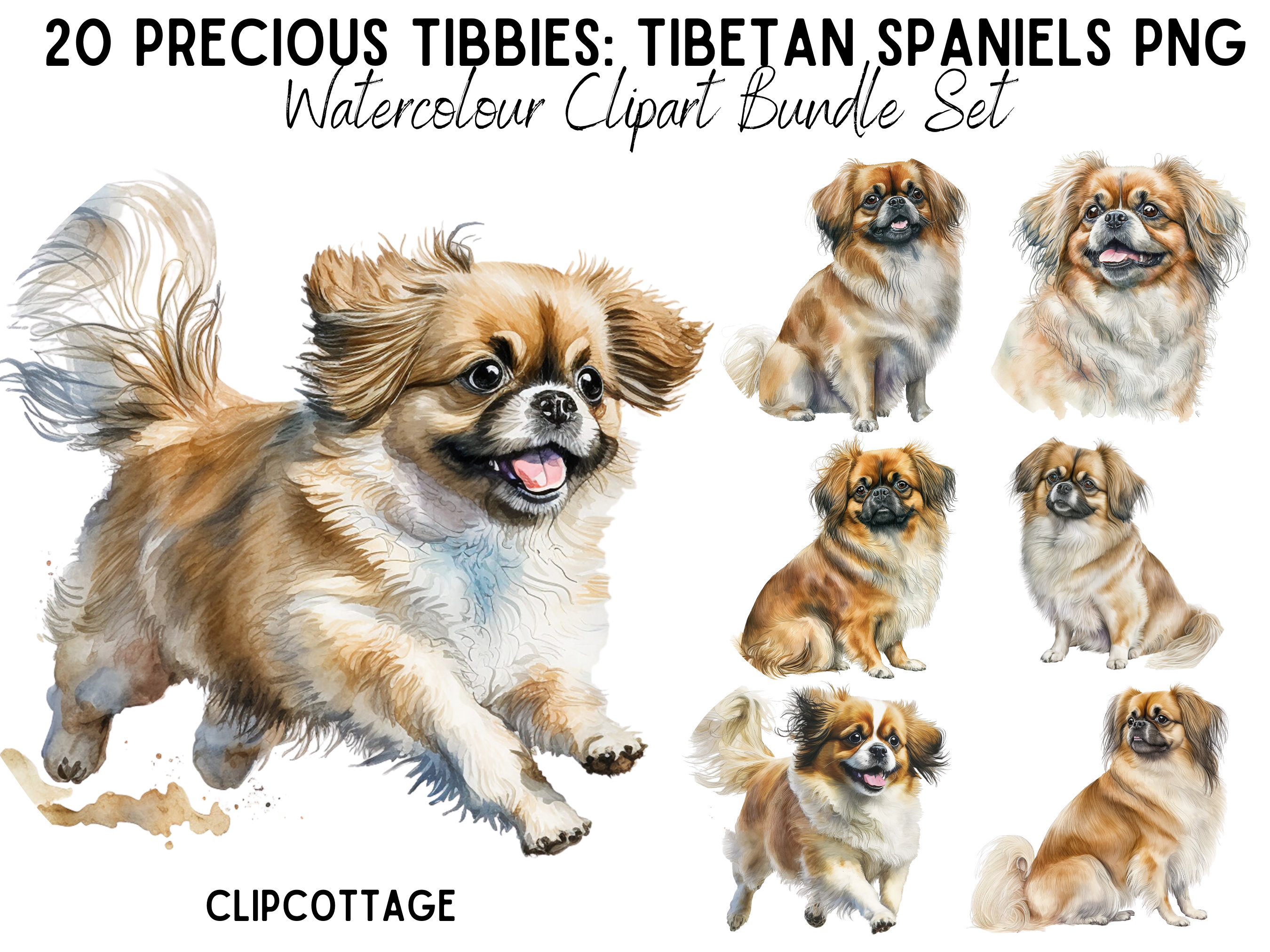 Tibetan Spaniel Dogs