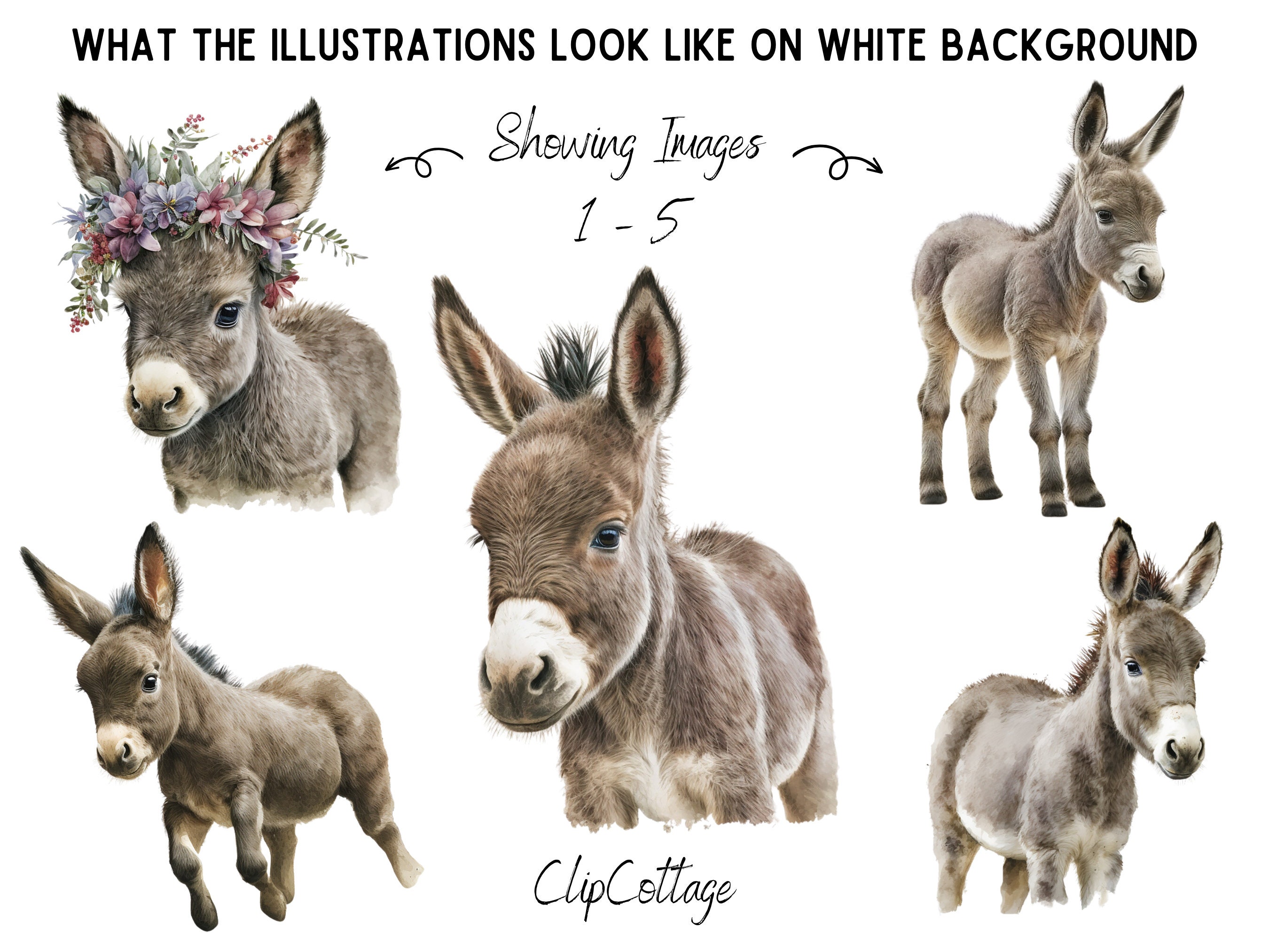 20 Donkeys Clipart Bundle - Digital PNG Sublimation Cute Animal ...
