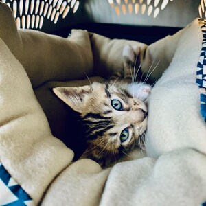 Sweet Little Kitten