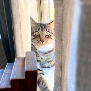 Peeping Cat