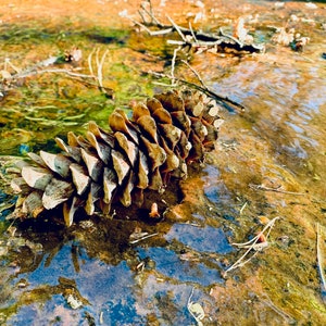 Pine Cone in a Stream
