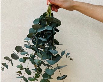 Dried Eucalyptus Bouquet: Organic Shower Steam & Home Decor