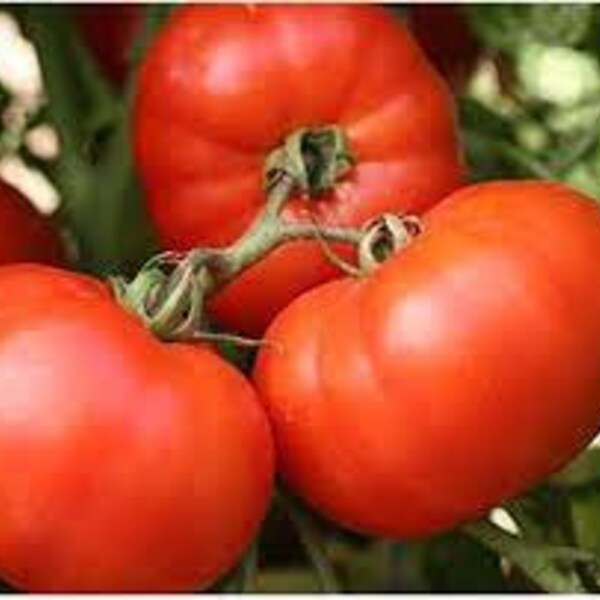 Tomato Plants Live Etsy