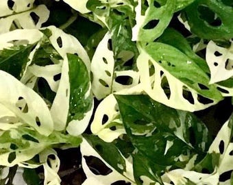 Monstera Adansonii Albo/ Variegated Monstera Adansonii Albo rooted/ Node/ Full Plant/Small Plant/Rare Plants/Houseplants/ Select your plant.