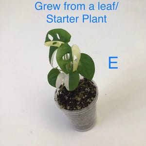 May include: A small potted plant with green and white variegated leaves. The plant is in a clear plastic cup filled with soil. Text in the image reads "Grew from a leaf/ Starter Plant" and the letter "E".