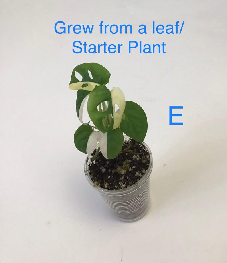 May include: A small potted plant with green and white variegated leaves. The plant is in a clear plastic cup filled with soil. Text in the image reads "Grew from a leaf/ Starter Plant" and the letter "E".