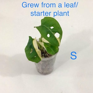 May include: A small potted plant with green and white variegated leaves. The plant is in a clear plastic cup. Text in blue above the plant reads "Grew from a leaf/ starter plant". The letter "S" is in blue to the right of the cup.