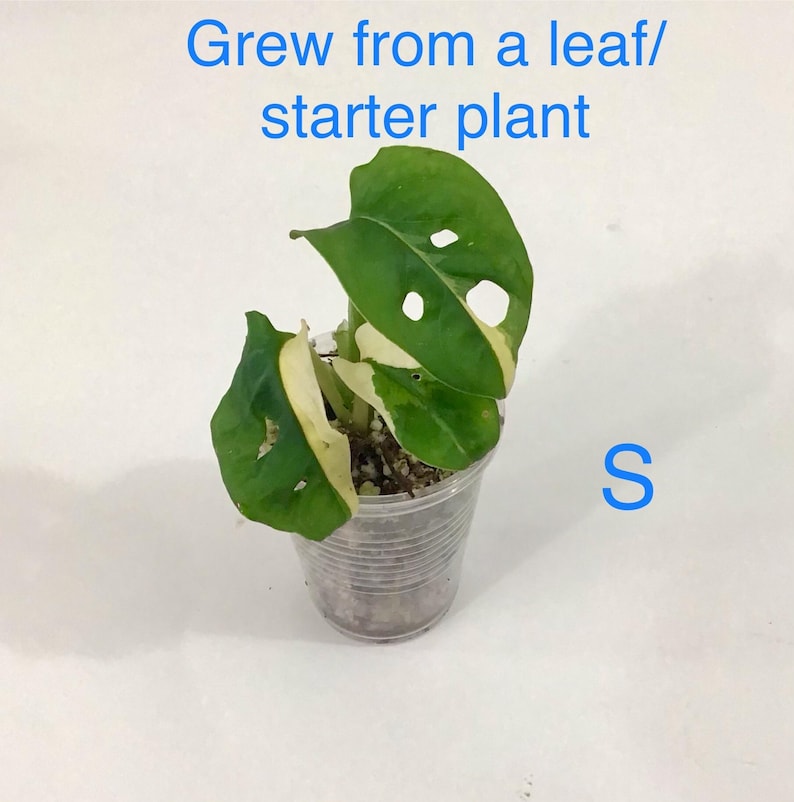 May include: A small potted plant with green and white variegated leaves. The plant is in a clear plastic cup. Text in blue above the plant reads "Grew from a leaf/ starter plant". The letter "S" is in blue to the right of the cup.