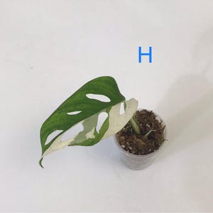 May include: A variegated Monstera Adansonii plant cutting with a green and white leaf, featuring distinctive fenestrations. The cutting is in a small, clear plastic pot filled with soil and moss. The letter "H" is in blue.