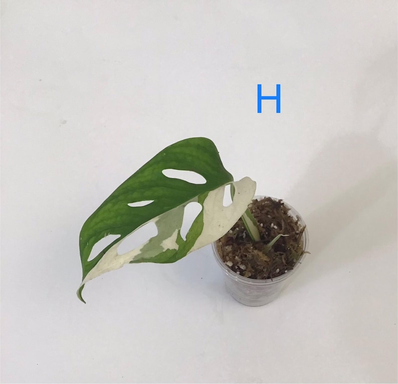 May include: A variegated Monstera Adansonii plant cutting with a green and white leaf, featuring distinctive fenestrations. The cutting is in a small, clear plastic pot filled with soil and moss. The letter "H" is in blue.