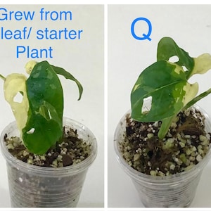 May include: Two images of a small plant in a clear plastic cup. The plant has green and cream-colored leaves with holes. The text "Grew from A leaf/ starter Plant" is above the first image. The letter "Q" is above the second image.