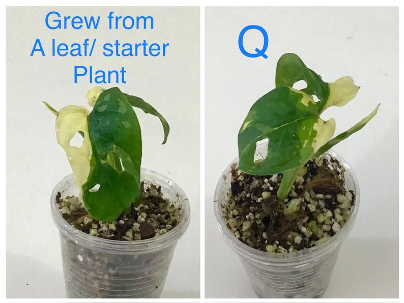 May include: Two images of a small plant in a clear plastic cup. The plant has green and cream-colored leaves with holes. The text "Grew from A leaf/ starter Plant" is above the first image. The letter "Q" is above the second image.
