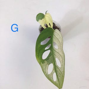 May include: A close-up of a potted Monstera Adansonii plant, also known as the Swiss cheese plant, with variegated leaves. The leaves are a mix of green and cream colors, with distinctive oval-shaped holes. The letter "G" is in blue in the upper left corner.