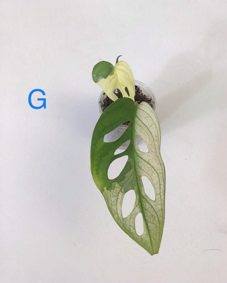 May include: A close-up of a potted Monstera Adansonii plant, also known as the Swiss cheese plant, with variegated leaves. The leaves are a mix of green and cream colors, with distinctive oval-shaped holes. The letter "G" is in blue in the upper left corner.