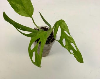Variegated Monstera Adansonii Mint Rooted Plant
