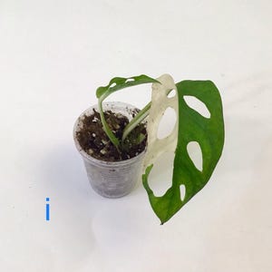 May include: A small potted plant with green and white leaves. The plant is in a clear plastic cup filled with soil. The leaves have unique hole patterns.