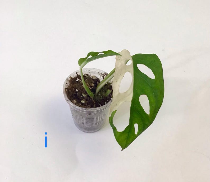 May include: A small potted plant with green and white leaves. The plant is in a clear plastic cup filled with soil. The leaves have unique hole patterns.