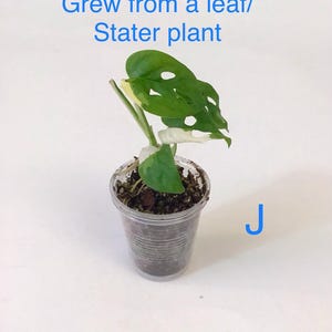 May include: A small potted plant with green and white leaves, in a clear plastic cup. The text "Grew from a leaf/ Stater plant" is written in blue above the plant. The letter "J" is written in blue to the right of the cup.