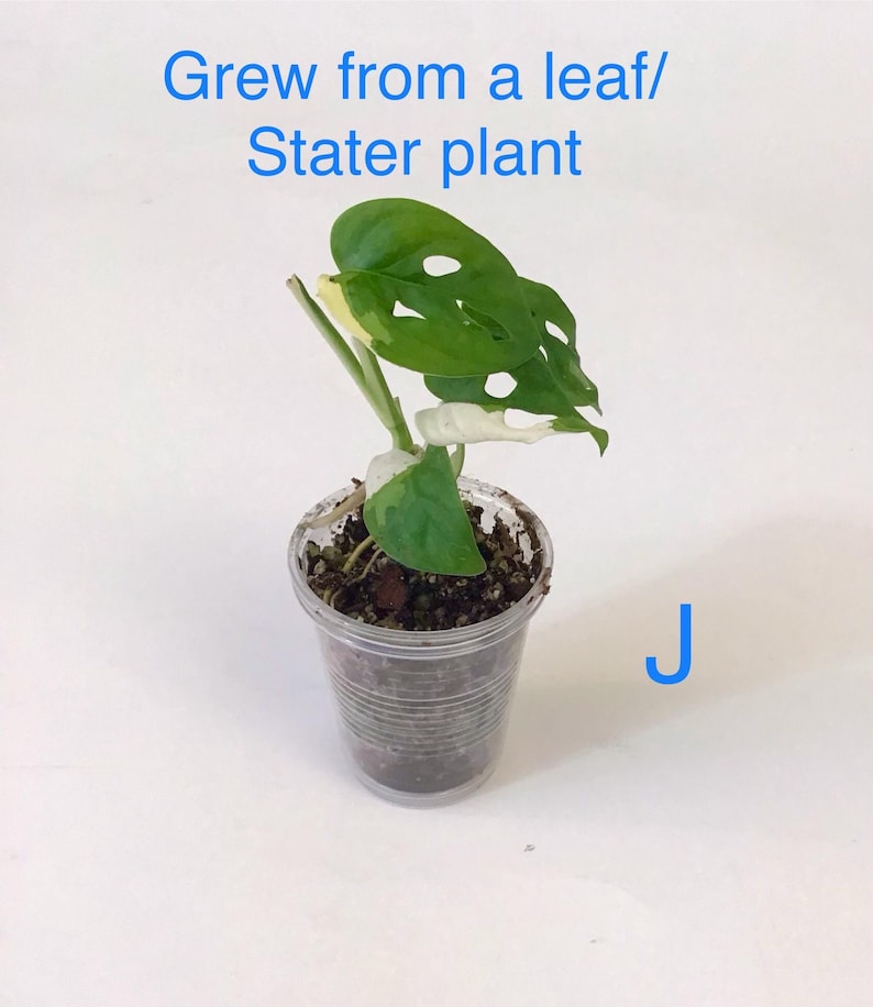 May include: A small potted plant with green and white leaves, in a clear plastic cup. The text "Grew from a leaf/ Stater plant" is written in blue above the plant. The letter "J" is written in blue to the right of the cup.