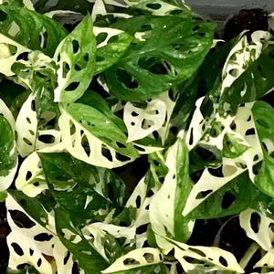 Monstera Adansonii Albo/ Variegated Monstera Adansonii Albo rooted/ Node/ Full Plant/Small Plant/Rare Plants /Houseplants.