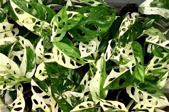 Monstera Adansonii Albo/ Variegated Monstera Adansonii Albo rooted/ Node/ Full Plant/Small Plant/Rare Plants/Houseplants/ Select your plant.
