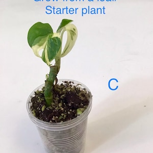 May include: A small potted plant with green and white variegated leaves. The plant is in a clear plastic cup filled with soil. Text on the image reads "Grew from a leaf/ Starter plant."