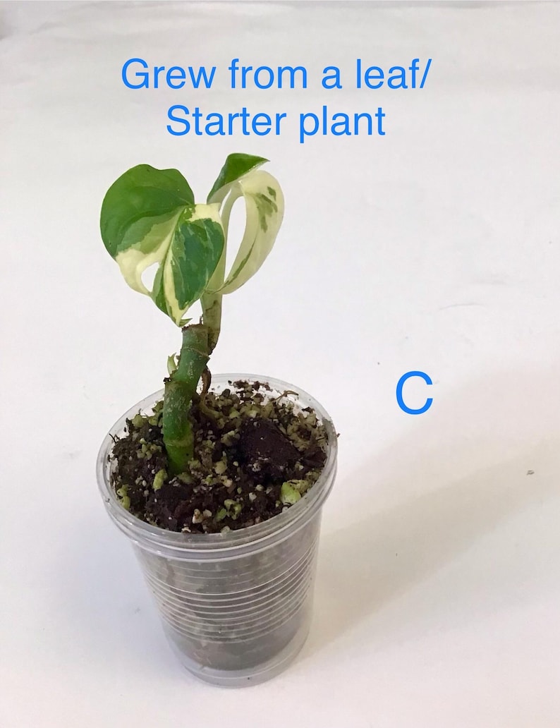 May include: A small potted plant with green and white variegated leaves. The plant is in a clear plastic cup filled with soil. Text on the image reads "Grew from a leaf/ Starter plant."