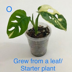 May include: A small potted plant with green and white variegated leaves. The plant is in a clear plastic cup and has the text "Grew from a leaf/ Starter plant" in blue. The leaves have unique fenestrations.