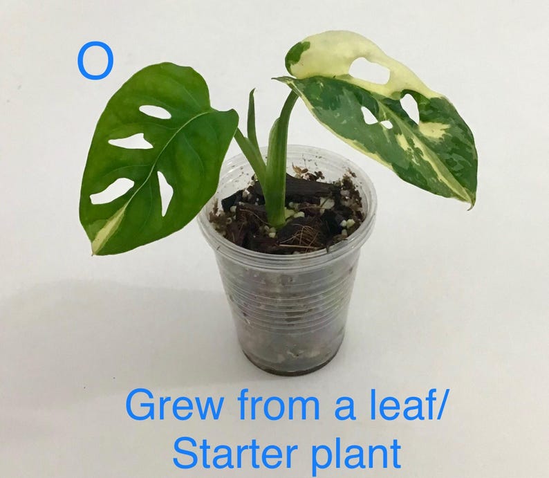 May include: A small potted plant with green and white variegated leaves. The plant is in a clear plastic cup and has the text "Grew from a leaf/ Starter plant" in blue. The leaves have unique fenestrations.