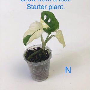 May include: A small potted plant with green and white variegated leaves. The text "Grew from a leaf/ Starter plant" is above the plant. The plant is in a clear plastic cup. The letter "N" is in blue to the right of the cup.