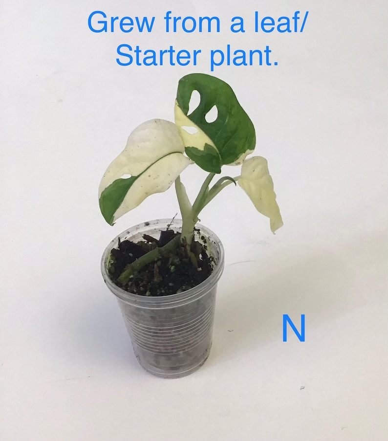 May include: A small potted plant with green and white variegated leaves. The text "Grew from a leaf/ Starter plant" is above the plant. The plant is in a clear plastic cup. The letter "N" is in blue to the right of the cup.