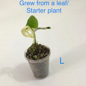 May include: A small potted plant with green and white leaves. The plant is in a clear plastic cup filled with soil. Text above the plant reads "Grew from a leaf/ Starter plant" and the letter "L" is visible.