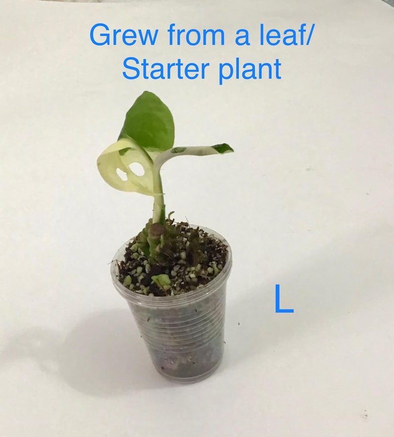 May include: A small potted plant with green and white leaves. The plant is in a clear plastic cup filled with soil. Text above the plant reads "Grew from a leaf/ Starter plant" and the letter "L" is visible.