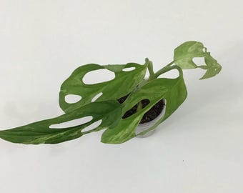 Variegated Monstera Adansonii Mint Rooted Plant