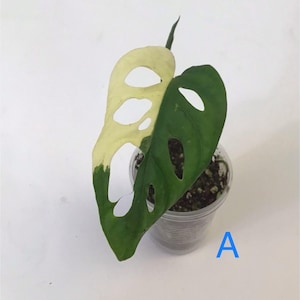 Monstera Adansonii Albo/ Variegated Monstera Adansonii Albo rooted/ Node/ Full Plant/Small Plant/Rare Plants/Houseplants/ Select your plant. A