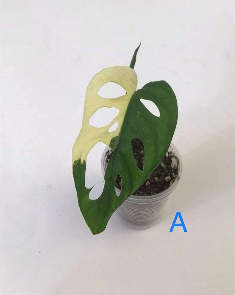 Monstera Adansonii Albo/ Variegated Monstera Adansonii Albo rooted/ Node/ Full Plant/Small Plant/Rare Plants/Houseplants/ Select your plant. A