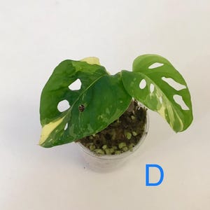 Monstera Adansonii Albo/ Variegated Monstera Adansonii Albo rooted/ Node/ Full Plant/Small Plant/Rare Plants/Houseplants/ Select your plant. D