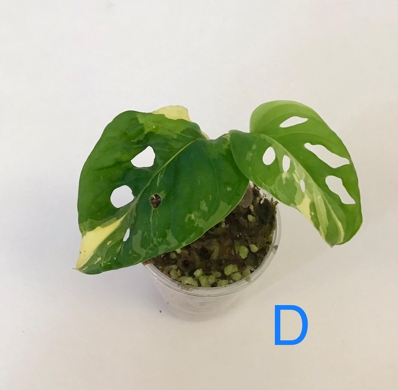 Monstera Adansonii Albo/ Variegated Monstera Adansonii Albo rooted/ Node/ Full Plant/Small Plant/Rare Plants/Houseplants/ Select your plant. D